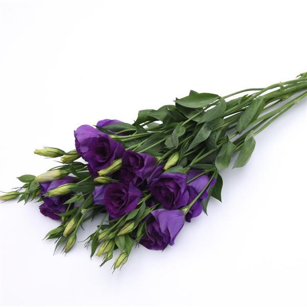Can Can Purple Lisianthus - Grower Bunch