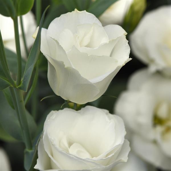 Flare White Lisianthus - Bloom