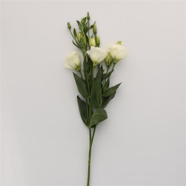 Flare White Lisianthus - Single Stem, White Background