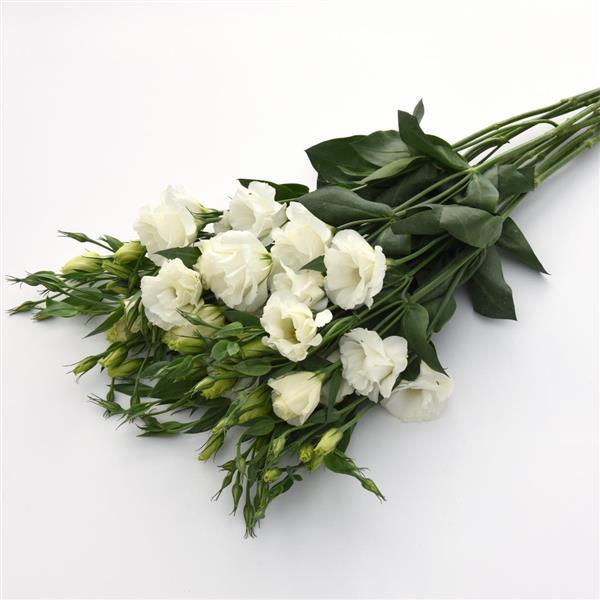 Flare White Lisianthus - Grower Bunch