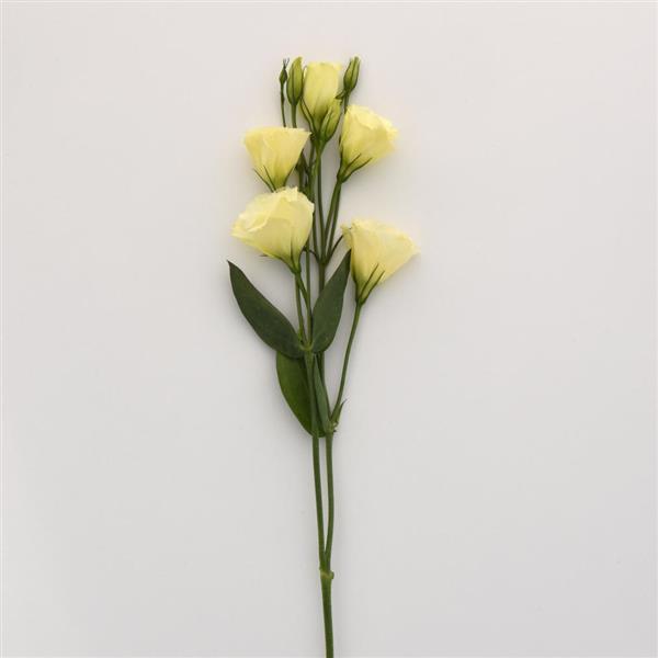 Flare Yellow Lisianthus - Single Stem, White Background