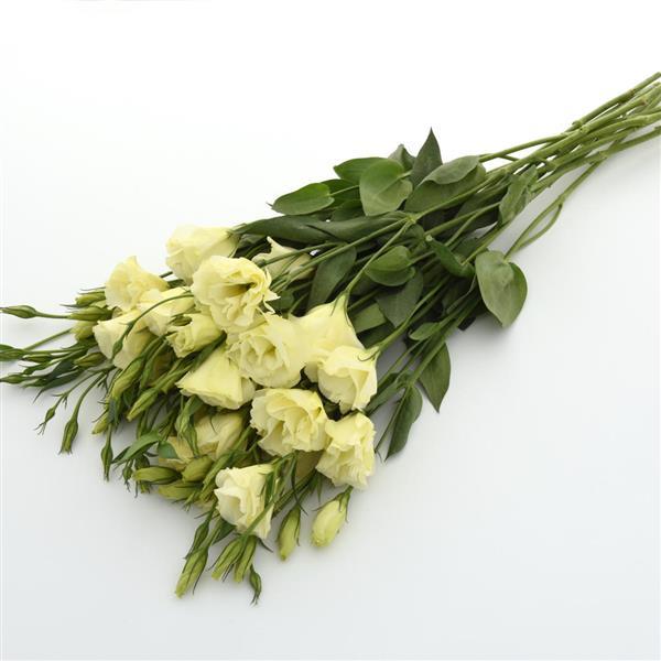 Flare Yellow Lisianthus - Grower Bunch