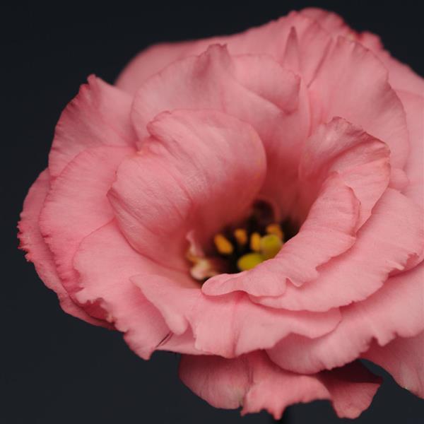 Flare Deep Rose Lisianthus - Bloom