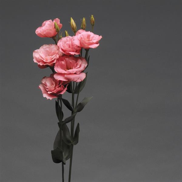 Flare Deep Rose Lisianthus - Cutflower