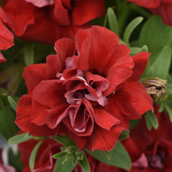 Vogue™ Red Double Petunia - Bloom