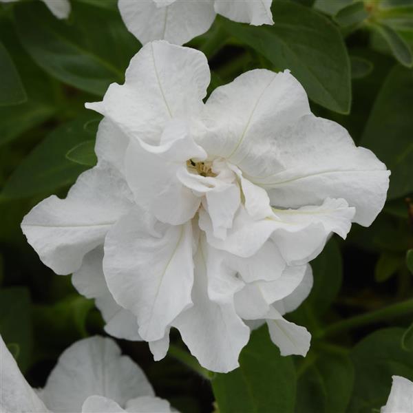 Vogue™ White Double Petunia - Bloom