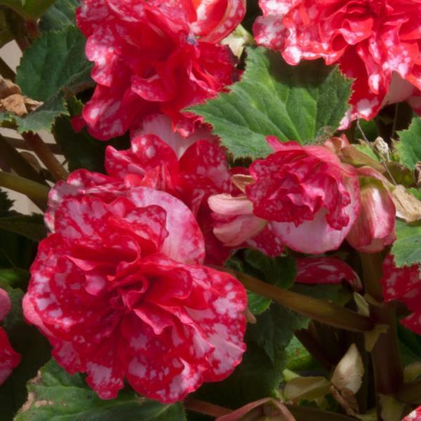 On Top® Polka Dot Tuberous Begonia - Bloom