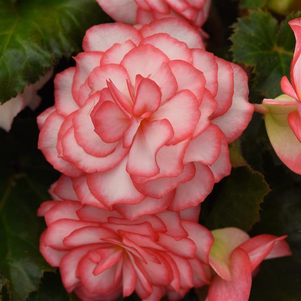 On Top® Pink Halo Tuberous Begonia - Bloom