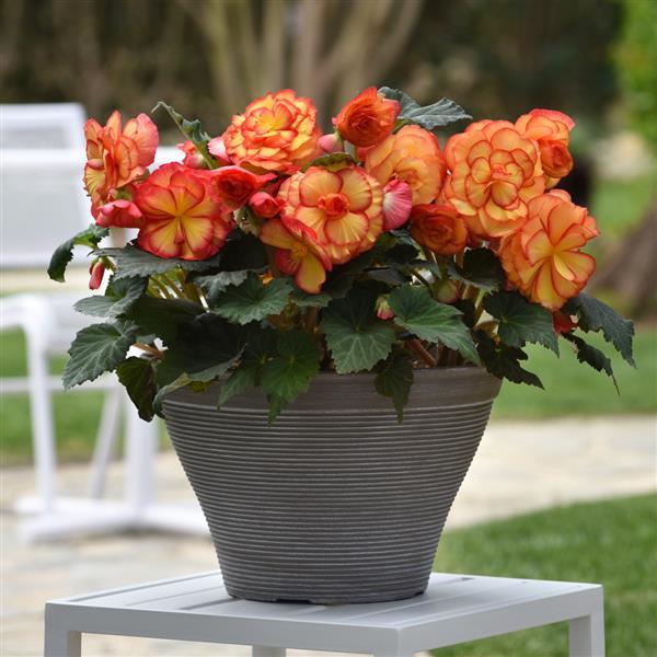 On Top® Sun Glow Tuberous Begonia - Container
