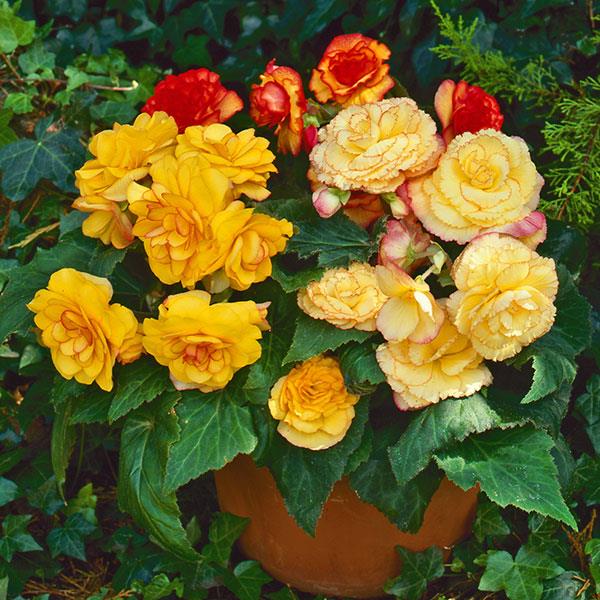 On Top® Sunset Shades Tuberous Begonia - Container