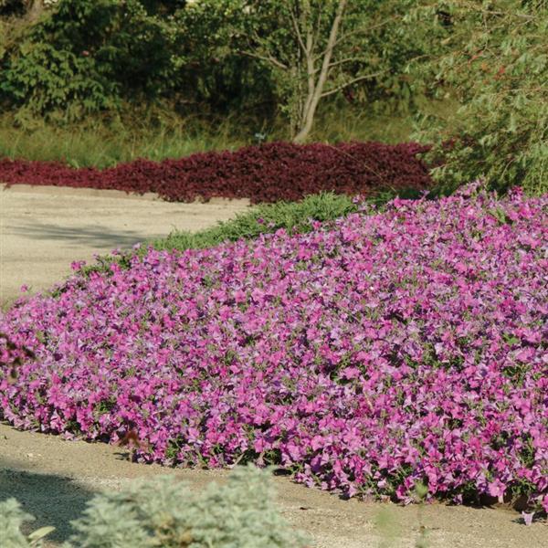 Wave® Lavender Spreading Petunia - Commercial Landscape 1