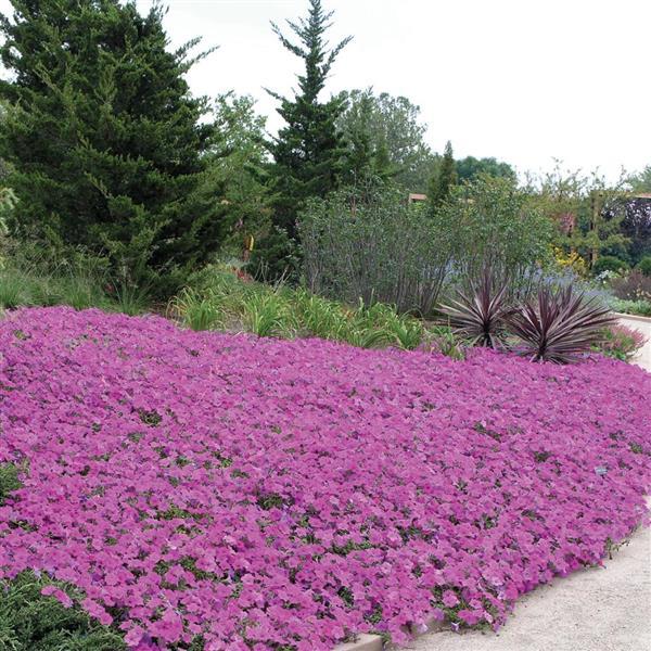 Wave® Lavender Spreading Petunia - Commercial Landscape 3