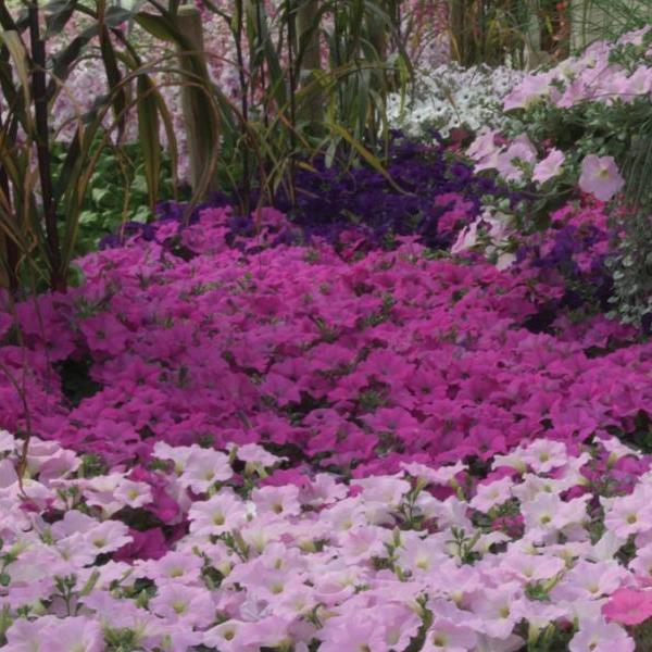 Wave® Lavender Spreading Petunia - Landscape