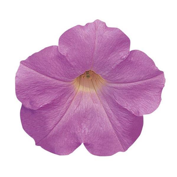 Wave® Misty Lilac Spreading Petunia - Bloom