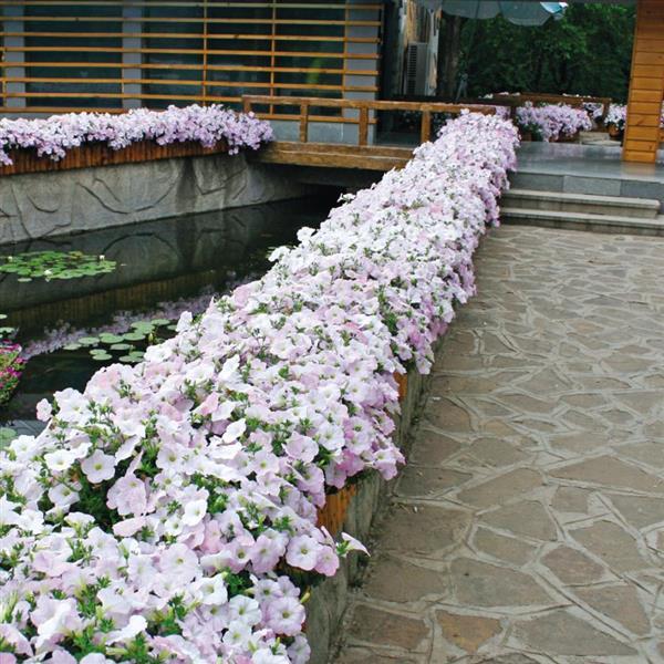 Wave® Misty Lilac Spreading Petunia - Commercial Landscape 1