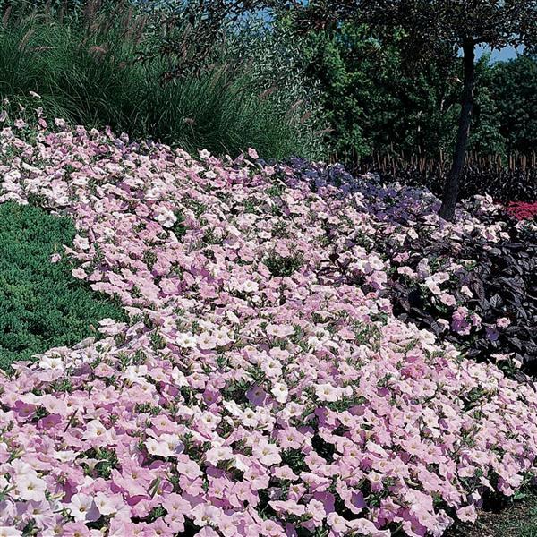 Wave® Misty Lilac Spreading Petunia - Commercial Landscape 2