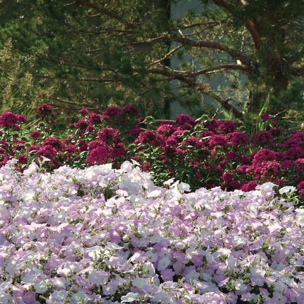 Wave® Misty Lilac Spreading Petunia - Commercial Landscape 3