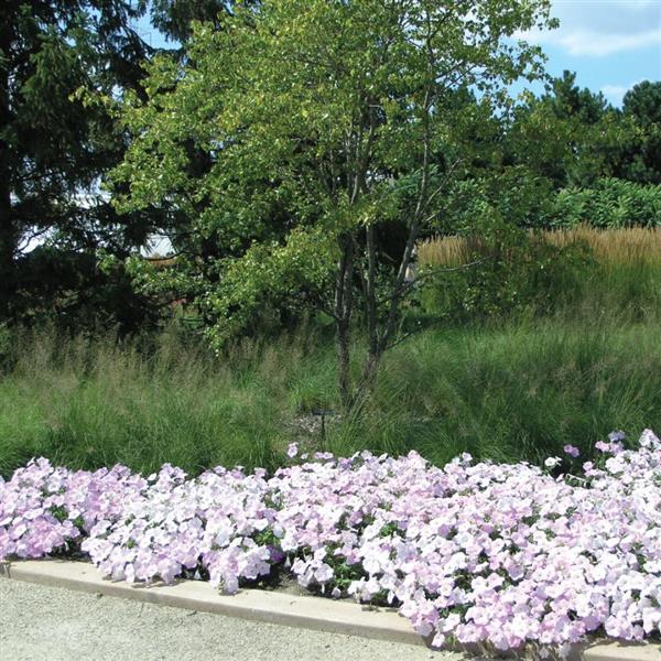 Wave® Misty Lilac Spreading Petunia - Commercial Landscape 4