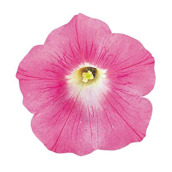 Wave® Pink Spreading Petunia - Bloom