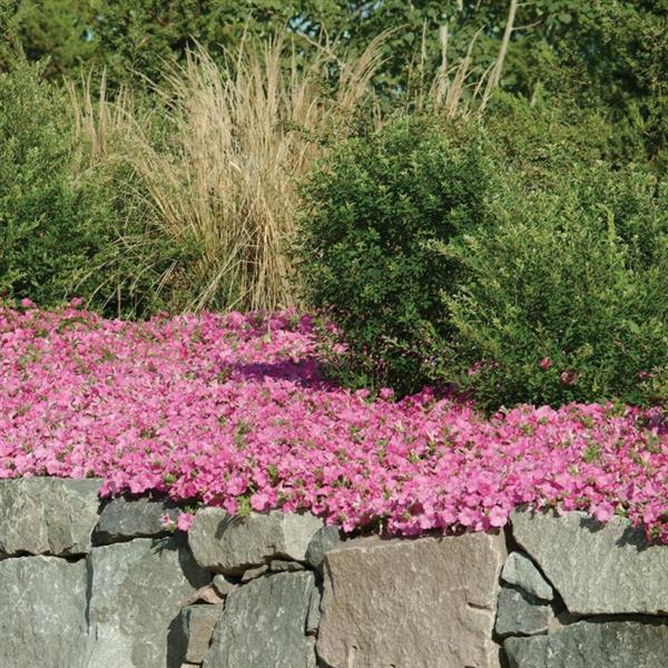Wave® Pink Spreading Petunia - Commercial Landscape 2