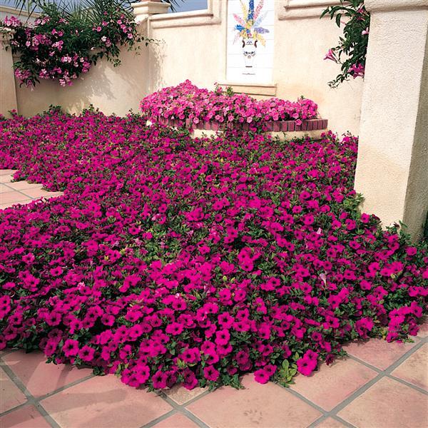 Wave® Purple Spreading Petunia - Commercial Landscape 2