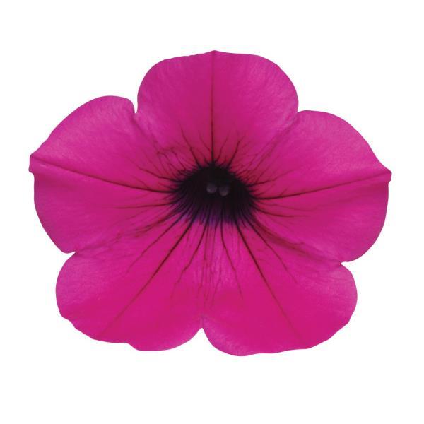 Wave® Purple Classic Spreading Petunia - Bloom