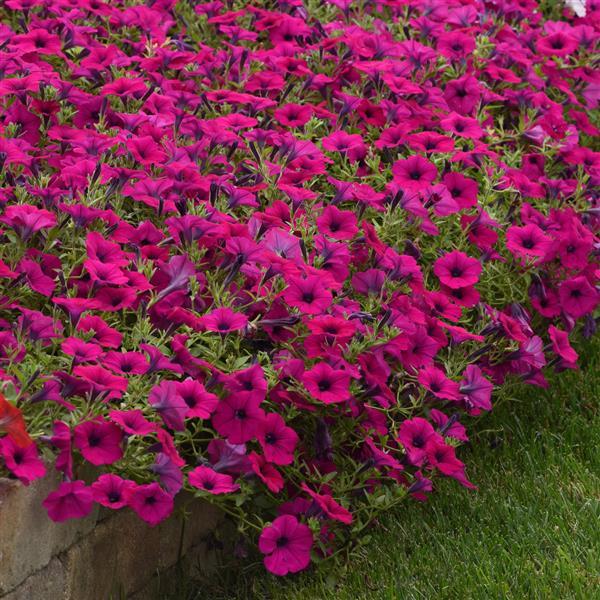 Wave® Purple Classic Spreading Petunia - Landscape