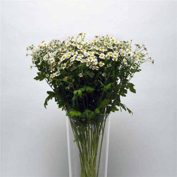 Vegmo Single Matricaria - Cutflower