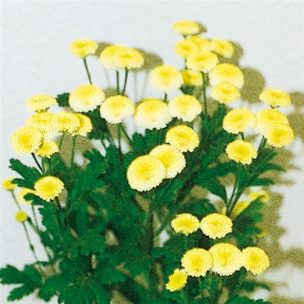 Vegmo Yellow Matricaria - Bloom