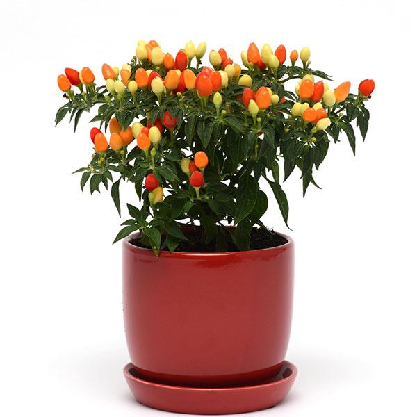 Hot Pops Yellow Ornamental Pepper - Container