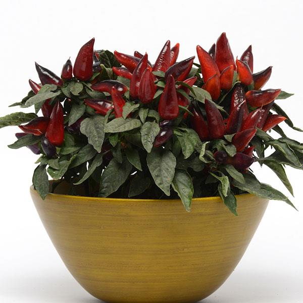 Wicked Ornamental Pepper - Container