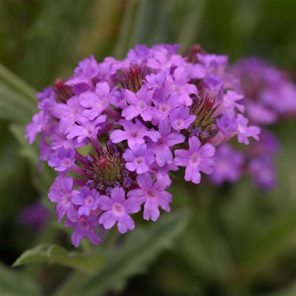 Verbena Santos Purple - Bloom