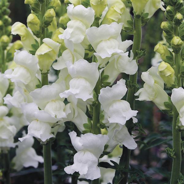 Opus Early White III Cut Flower Snapdragon - Bloom