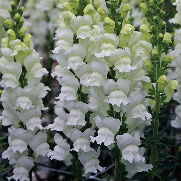 Opus Fresh White III/IV Cut Flower Snapdragon - Bloom