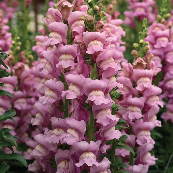 Opus Lavender III Cut Flower Snapdragon - Bloom