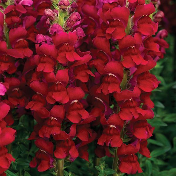 Opus Red III/IV Cut Flower Snapdragon - Bloom