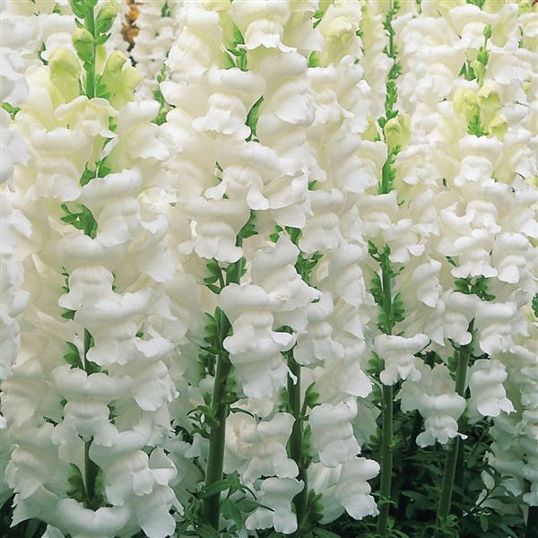 Opus White III/IV Cut Flower Snapdragon - Bloom