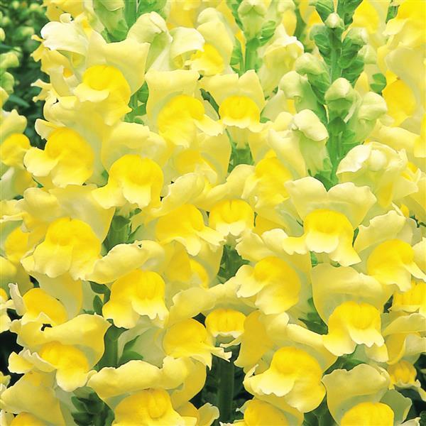 Opus Yellow III Cut Flower Snapdragon - Bloom