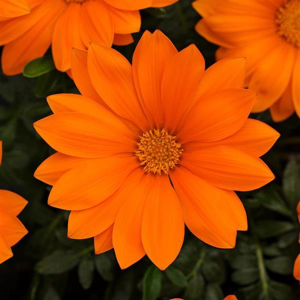 New Day® Clear Orange Gazania - Bloom