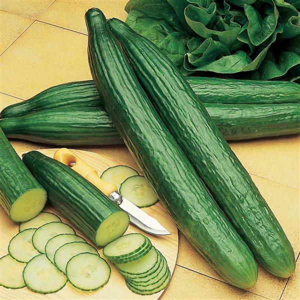 Telegraph Improved Cucumber - Bloom