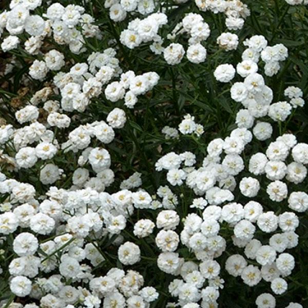 Achillea ptarmica Peter Cottontail - Bloom