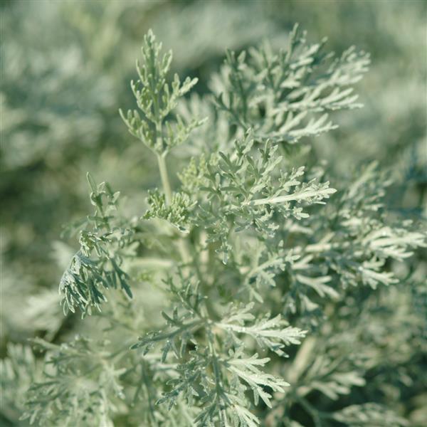 Artemisia arborescens Powis Castle - Bloom