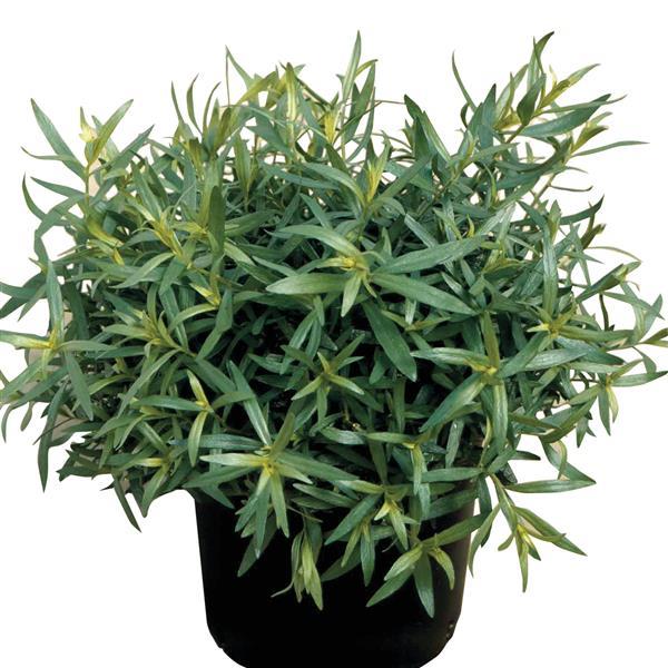 Artemisia dracunculus French Tarragon - Container