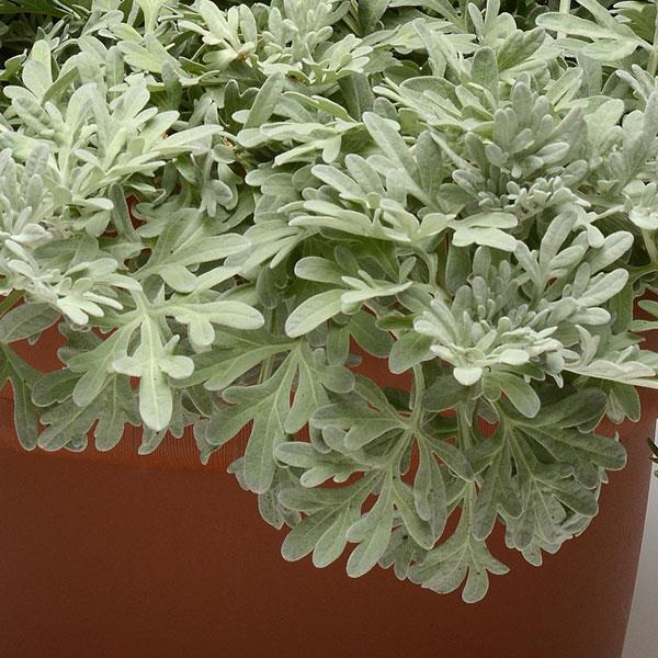 Artemisia Silver Brocade - Bloom