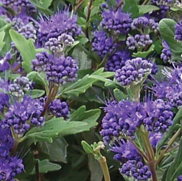 Caryopteris clandonensis Grand Bleu® - Bloom