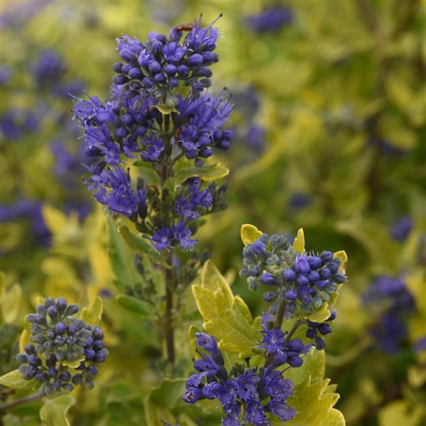 Caryopteris Gold Crest - Bloom