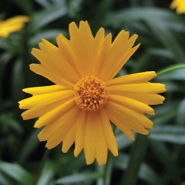 Coreopsis Sunny Day - Bloom