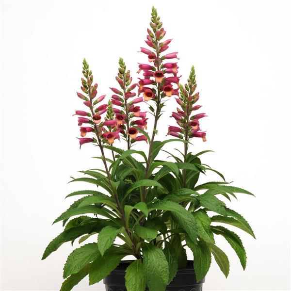 Digitalis Foxlight™ Ruby Glow - Container