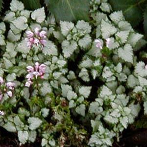 Lamium maculatum Shell Pink - Garden