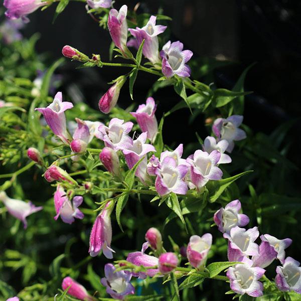 Penstemon mexicali Mini-Bells™ Lavender Bicolor - Bloom